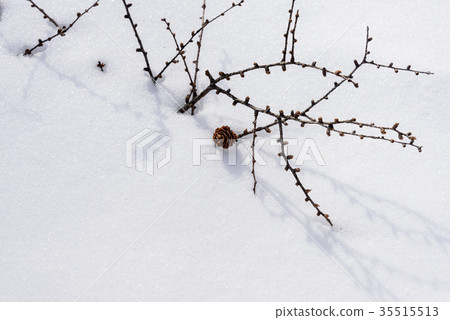 在雪下落的落葉松屬果子 35515513