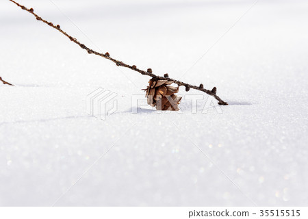 在雪下落的落葉松屬果子 在雪下落的落葉松屬果子 35515515