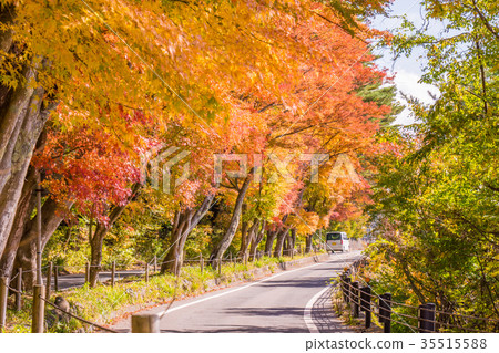 Autumn in Japan Lake Kawaguchi scenery Momiji tunnel Autumn in Japan Lake Kawaguchi scenery Momiji tunnel 35515588