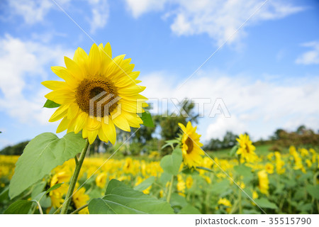 向日葵 35515790