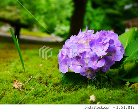 hydrangea  hydrangea 35515812