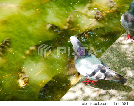 What the pigeon aims What the pigeon aims 35515813