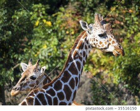 網紋長頸鹿 35516150