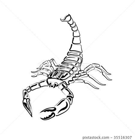 Black and white Scorpion for tattoos, zodiac sign 35516307