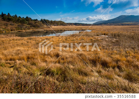 Yashimagahara wetlands in autumn Grass leaves 35516588