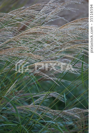 芒草 芒草 35516594