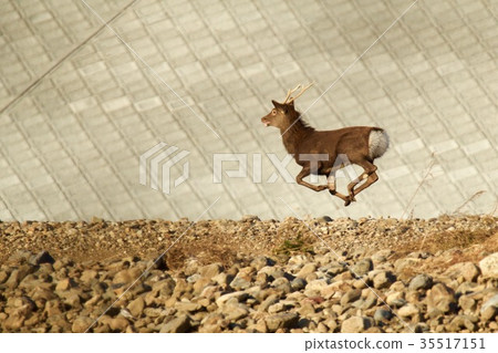 奔跑的鹿 35517151