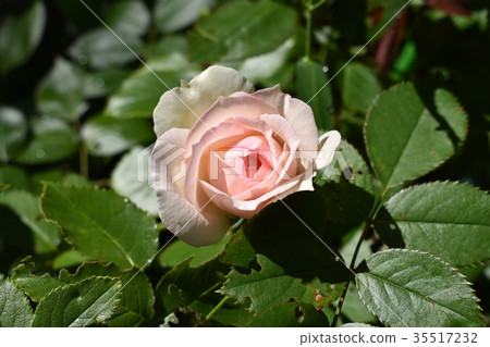 Rainy season and roses Rainy season and roses 35517232