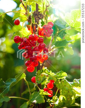 Red currant berries on the branch. Summer garden 35517233