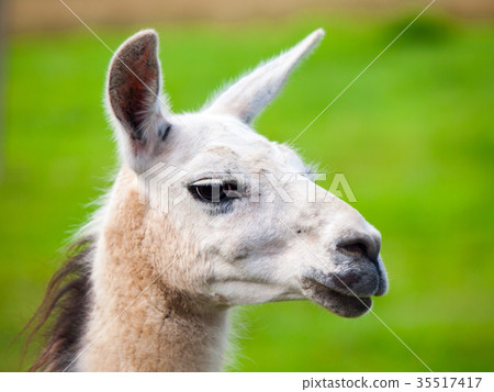 Llama portrait. South american mammal. Close-up Llama portrait. South american mammal. Close-up 35517417