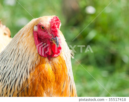 Portrait of Brahma cock. Massive farm chicken Portrait of Brahma cock. Massive farm chicken 35517418