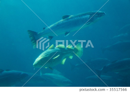 Atlantic Sea Park in Alesund, Norway 35517566