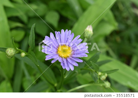 Forget the city that accumulated the rainy season 35518571