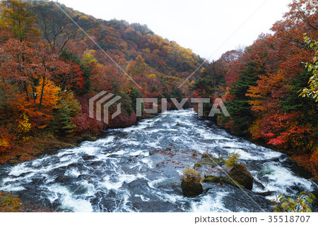 [Autumn leaves] Fall leaves of Ryugano no Taki Ryuo no Taki (Ryado no Taki, Ryuo no Taki) 35518707