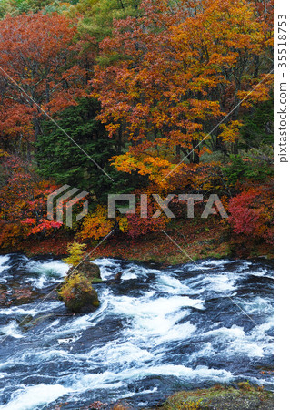 [Autumn leaves] Fall leaves of Ryugano no Taki Ryuo no Taki (Ryado no Taki, Ryuo no Taki) 35518753