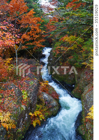 [Autumn leaves] Fall leaves of Ryugano no Taki Ryuo no Taki (Ryado no Taki, Ryuo no Taki) 35519029