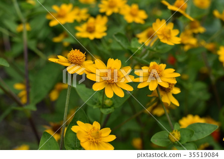 Blooming melanpium Blooming melanpium 35519084