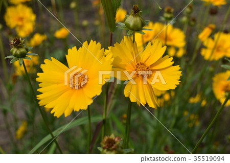 Gold chicken chrysanthemum in full bloom 35519094