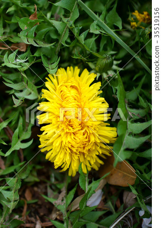 Oops! Oops! 35519156