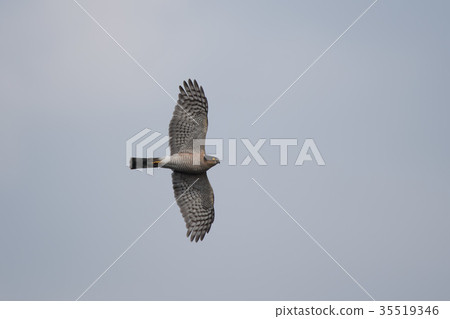 Beautiful high-eared male adult bird 35519346