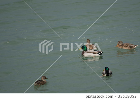 Mallard duck in the Yoshino river mouth Mallard duck in the Yoshino river mouth 35519352