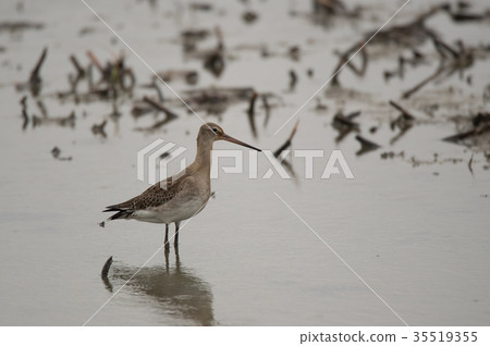 Ogroshigi who came to the lotus field 35519355