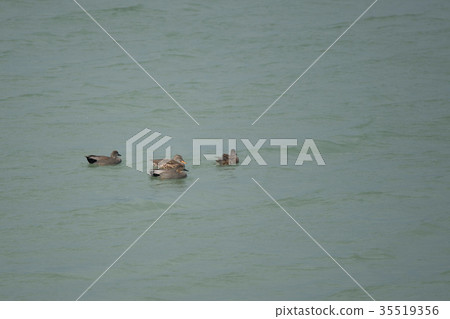 Okayoshimomo in the Yoshinogawa Estuary 35519356
