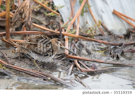 Tashigi I met in the lotus field Tashigi I met in the lotus field 35519359