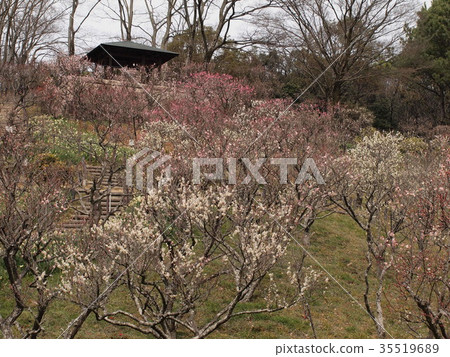 梅花林 梅花林 35519689