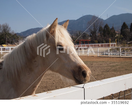 Ranch Ranch 35519692