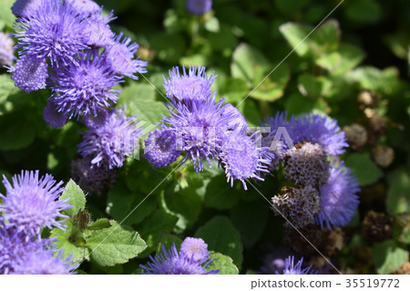 多雨的Ageratam 多雨的Ageratam 35519772