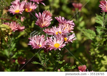菊花在秋天輕輕地打開 菊花在秋天輕輕地打開 35519785
