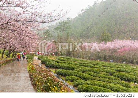 Wuling Farm 35520228