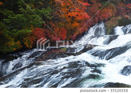 [Autumn leaves] Fall leaves of Ryuto Notaki, Ryuto waterfall (Ryuto no taki, Ryuto waterfall) (near the observation tower) 35520358