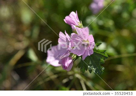 Overlying musk marrow 35520453