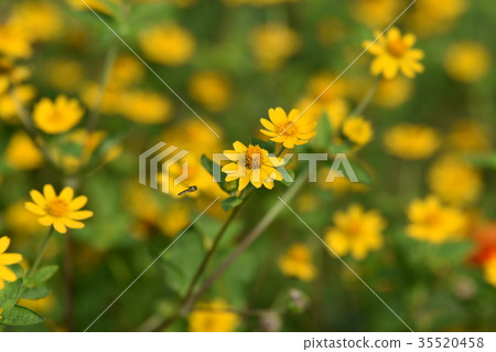 Autumn sunny and featherworms and melanpodium Autumn sunny and featherworms and melanpodium 35520458