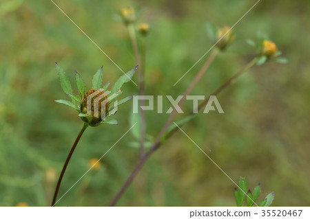 Back Takoda Ukogi which tied the seed 35520467