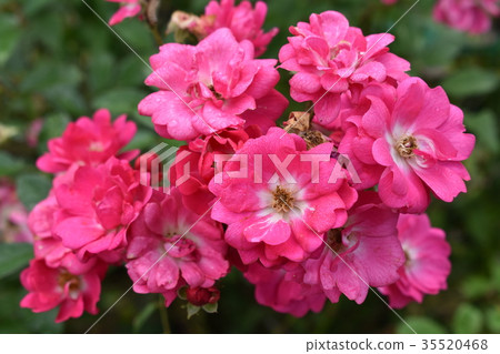 迷你玫瑰在早晨露水開花 35520468