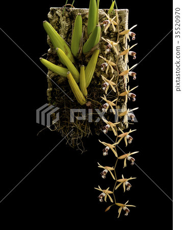 Forest of the orchid Coelogyne dayana "grandis" flowers 35520970