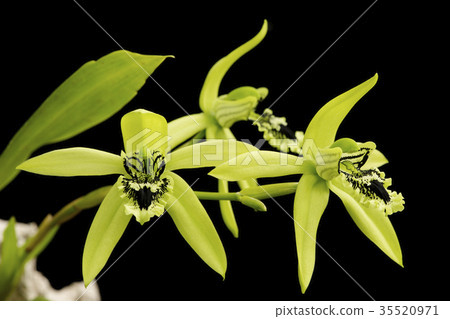 Wild Orchid Coelogyne pandurata flower 35520971