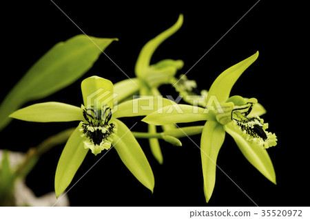 野生蘭花Coelogyne pandurata花 35520972