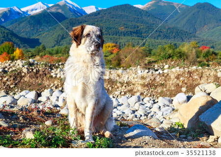 white and black dog, snow mountains, autumn trees white and black dog, snow mountains, autumn trees 35521138