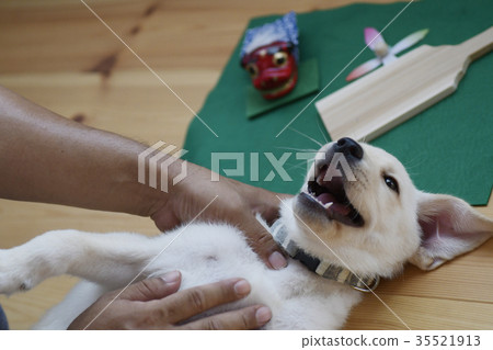 Dog puppy puppy puppy Kono Young dog child 2018 New Year's material New Year material Dog puppy puppy puppy Kono Young dog child 2018 New Year's material New Year material 35521913