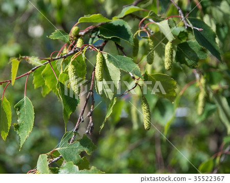 White birch seed pods 35522367