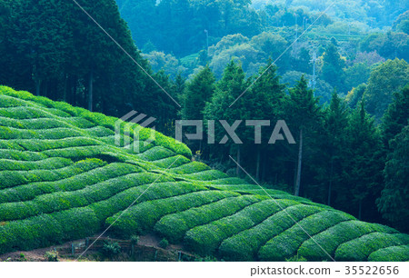 茶園 35522656
