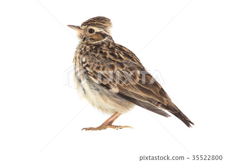 Wood Lark Wood Lark 35522800