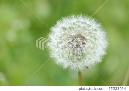 Dandelion fluff 35522934