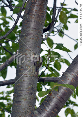 堅持櫻桃樹的樹幹的熊 堅持櫻桃樹的樹幹的熊 35523076