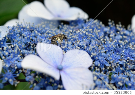 June hydrangea flowers and pollen-covered bees 35523905