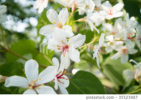 Tung flower 35523987